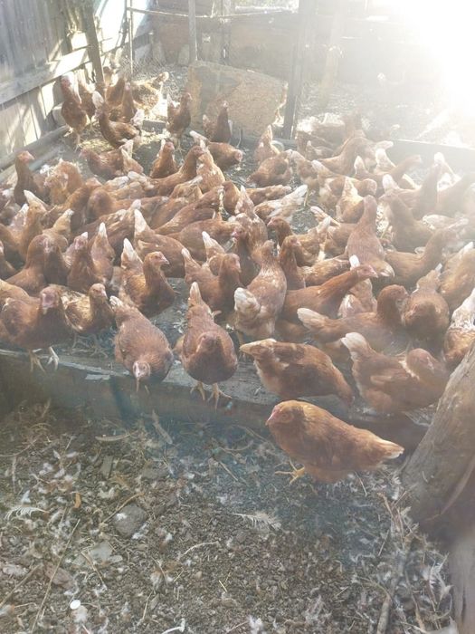 Продам Курей несушек возраст 3 месяца