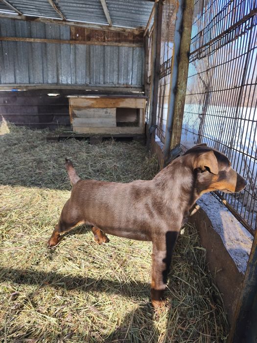 Вязка ягдерьер .