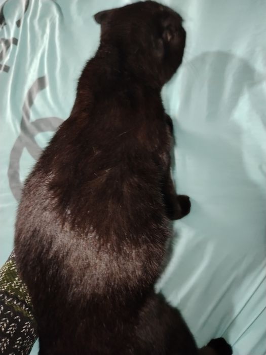 Mushuk sotiladi skottish fold