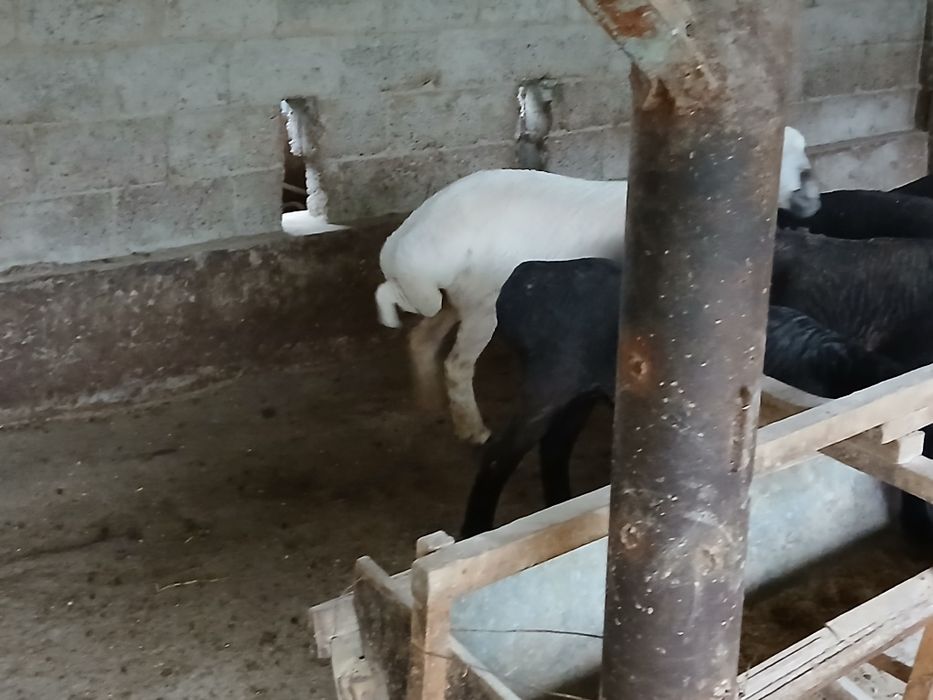 Бугоз куйлар сотилади