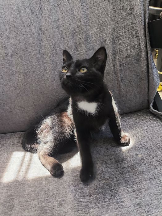 Котята ищут дом,