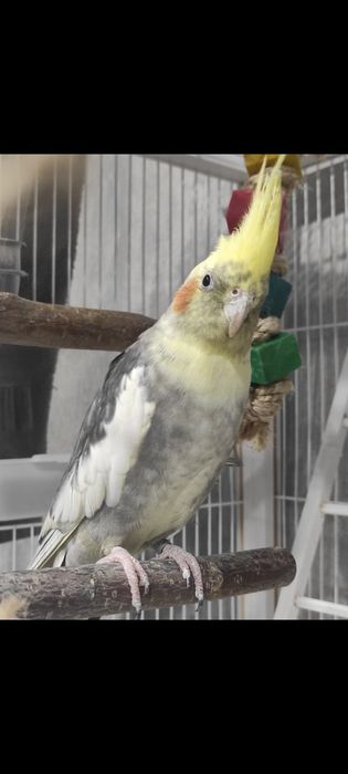 Кореллы Кареллы ручные