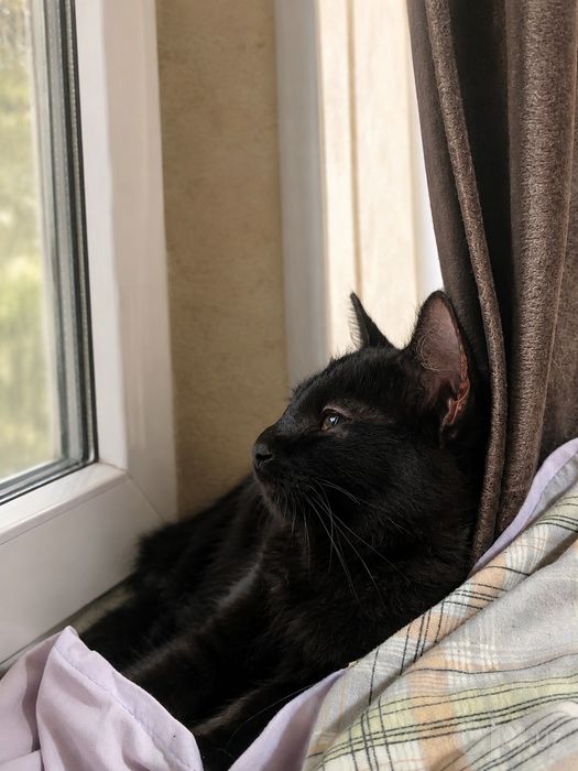 Котенок Бесплатно в добрые руки
