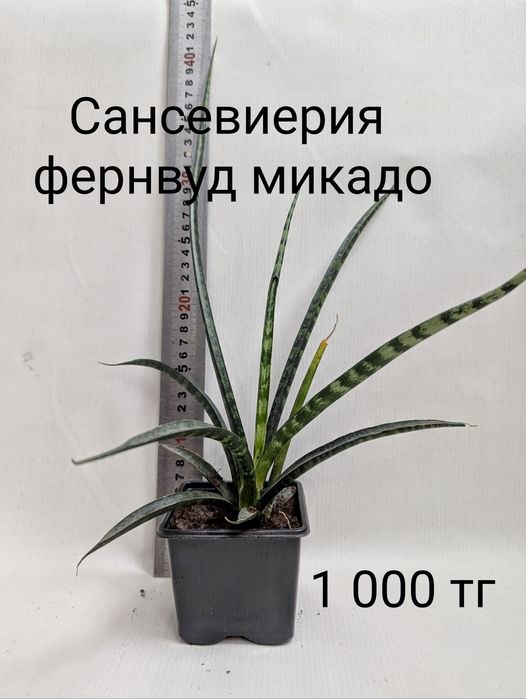 Цветы комнатные разные