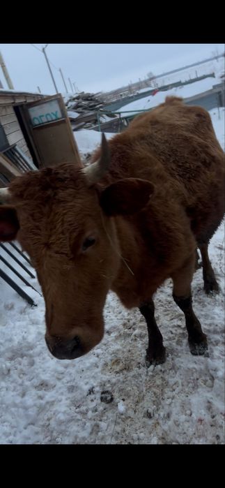 Продам корова молодая