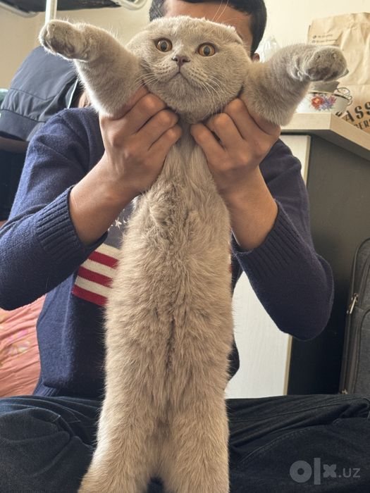 кошкi mushuk hammasi kamplekt bor narsalari