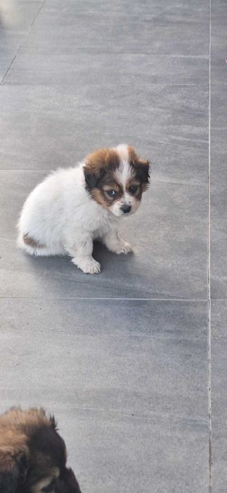 Gratuit trei câinii