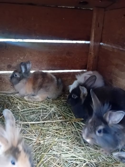 iepurași disponibili rasă pitică