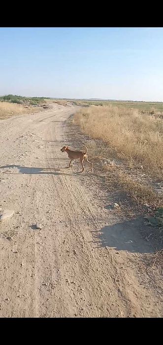 3еркек спаниель 1 ұрғашы тазы