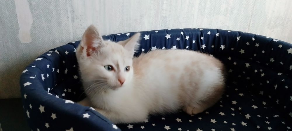 Милый котёнок ищет семью!