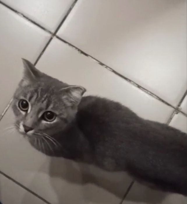 Кошка в добрые руки