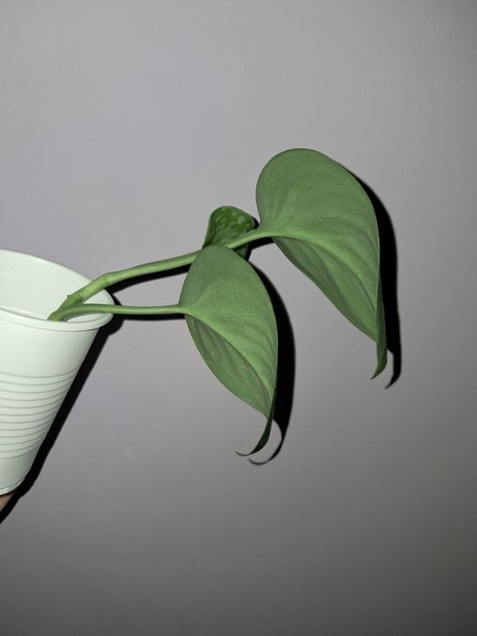 Сциндапсус серебристый