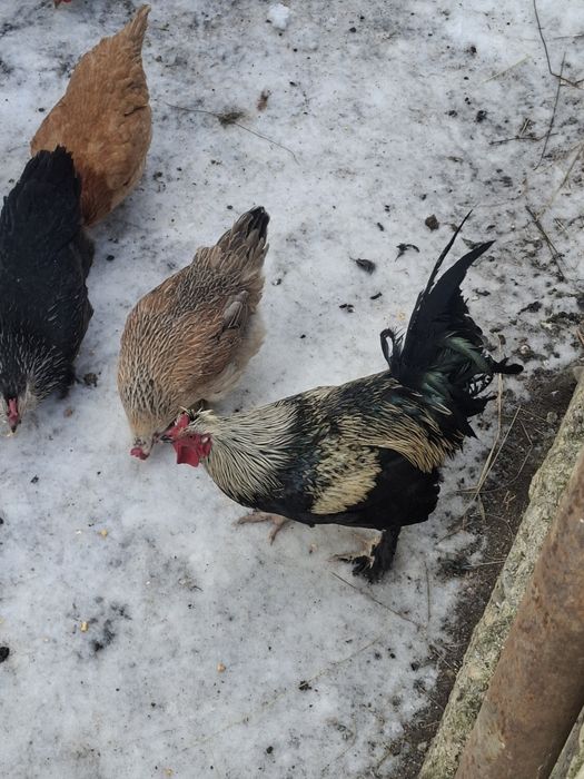 Vand 2 cocoși și 2 găinușe  corcite