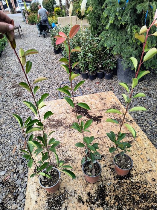 Photinia red robin 40cm /70 cm