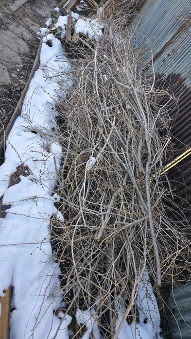 Отдам дрова хворост