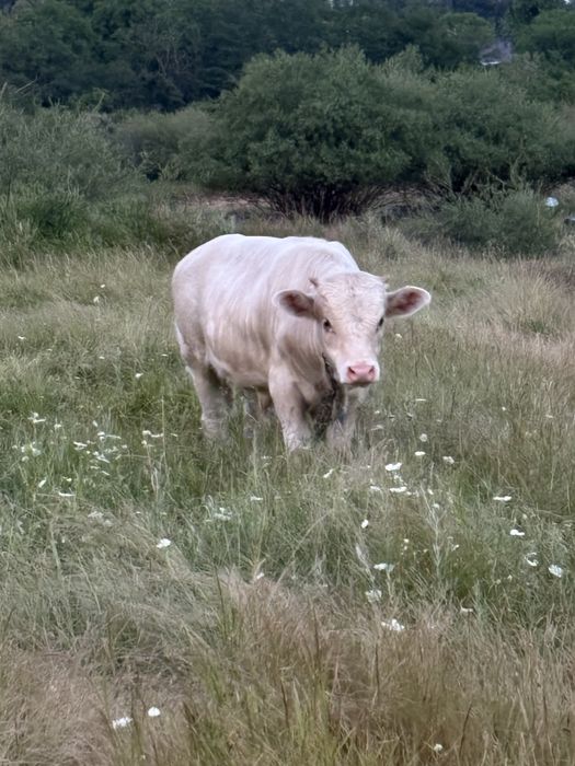 Vaca si vitel (tauras)