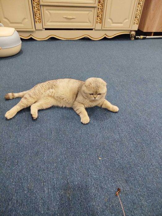 кот не продаётся для вязки.