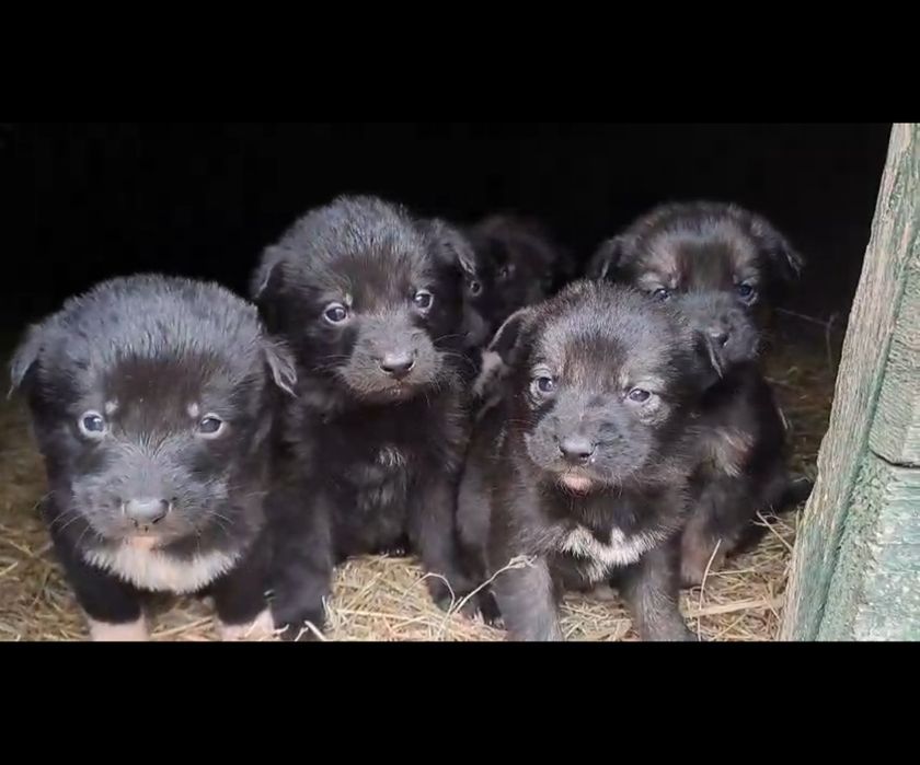 Donez căţei  talie medie