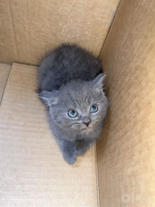 Scottish fold stray mushukcha