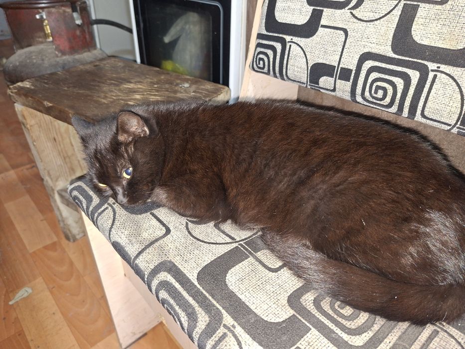 Отдам даром кошка