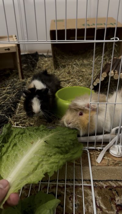 Подарявям морски свинчета