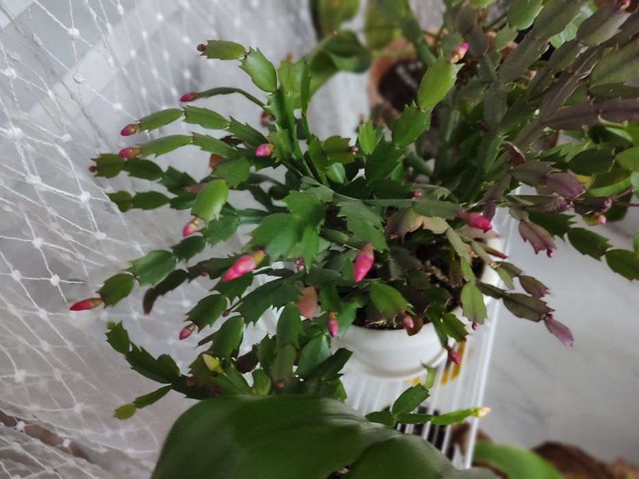 Комнатные цветы.