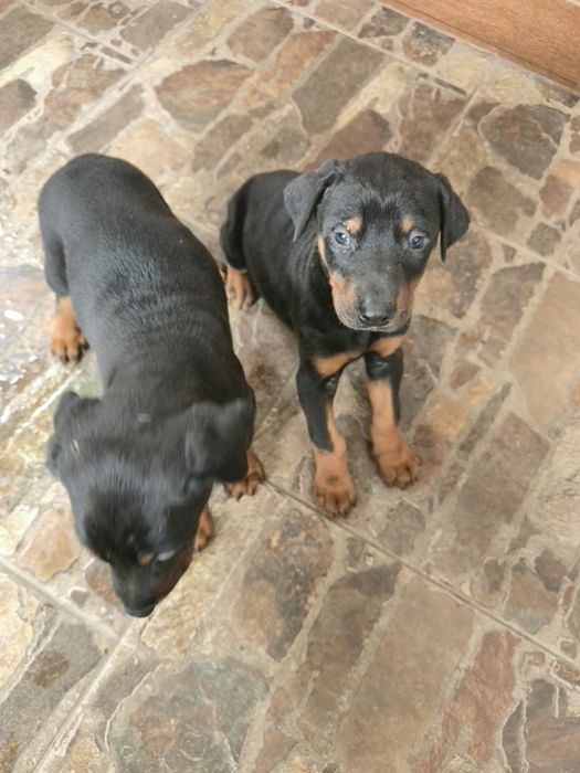 Добермани родословни