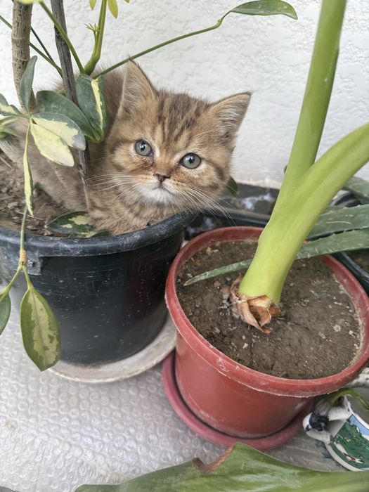 Продается котёнок