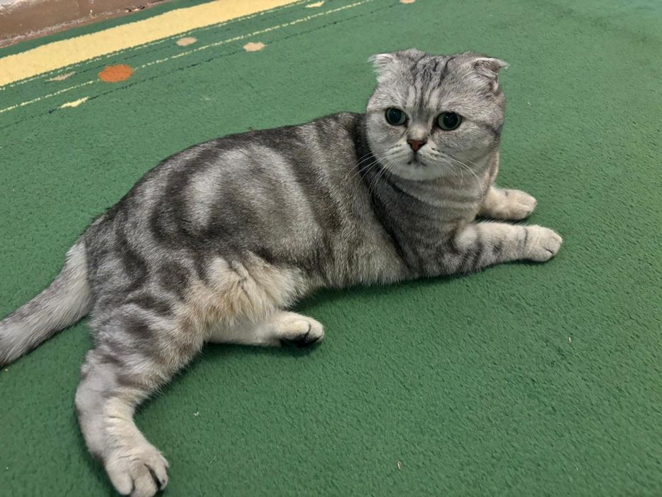 Шотландская вислоухая кошка