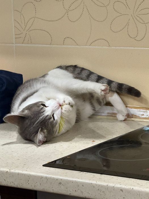 Отдам котят , мальчик и девочка