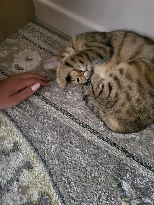 Передержка котиков