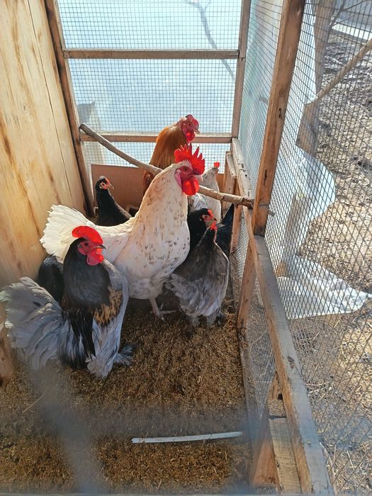 Питухи и японские куры