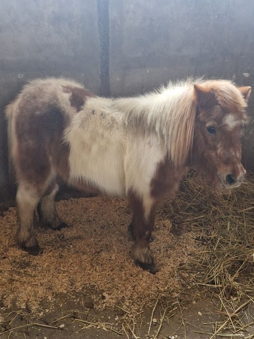 Пони шарено женско