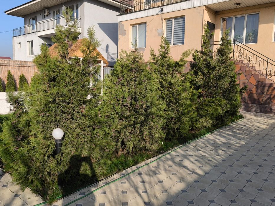 Продам туи восточные Биота 2,5-3,5м