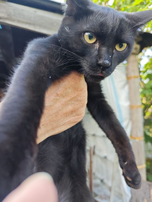 Отдам котят в хорошие руки