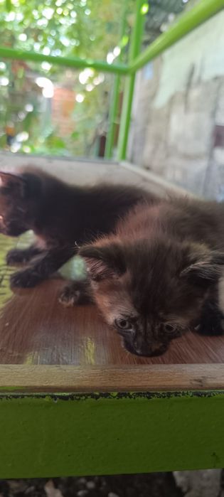 Продаются котята