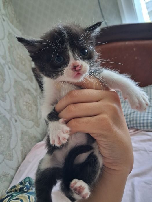 Котята, и мамаша