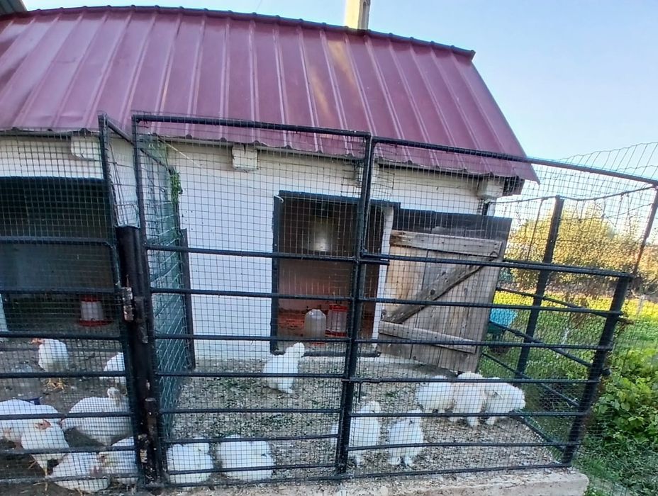 Pui de mătase japoneză