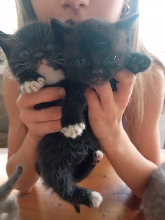 Продаю  британских котят