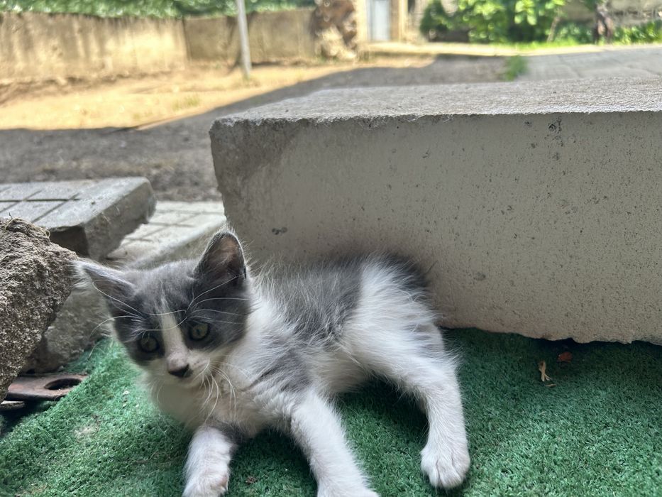 Подарявам котки