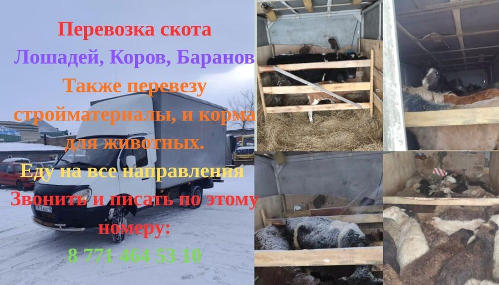Перевозка  скота