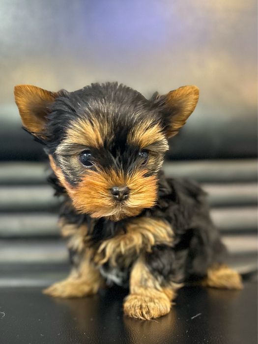 Мини йоркширски териер