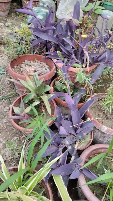 Xar xil turdagi gullar bor cheklanmagan soni narxini kelishamiz