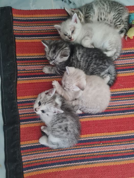 Котята бесплатно