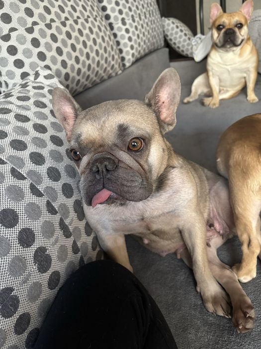 Френски булдог женски