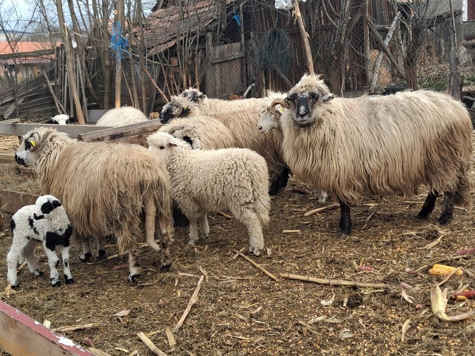 Vand oi cu miei mai multe detali la telefon