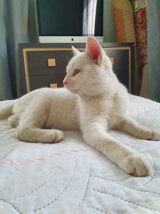 Котят в добрые руки