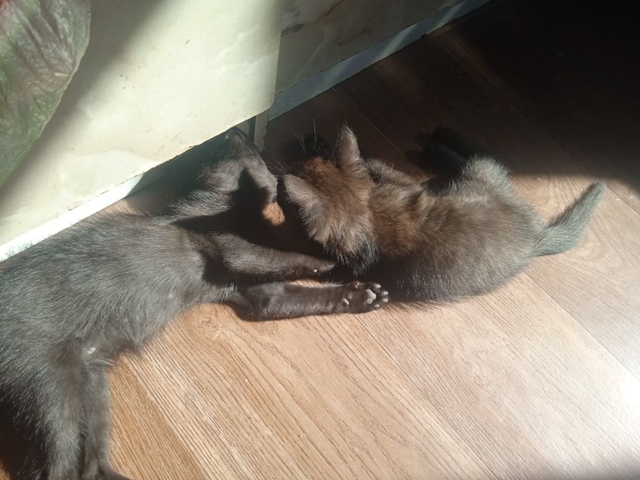 Отдам котят в добрые руки