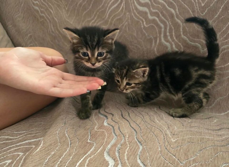 Шотландские котята Мальчики