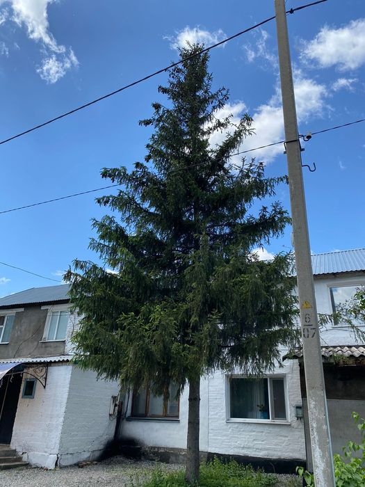 Продам сибирский ель